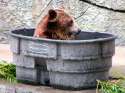 Bear Bath.jpg