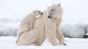 polar-bear-cub-on-mom.jpg