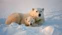 polar-bear-mom-cub.jpg.adapt.945.1.jpg