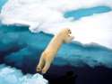 polar-bear-leaping_337_990x742.jpg