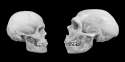 Human Vs. Neanderthal.png