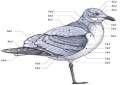 bird anatomy.png