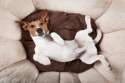 dog-sleeping-resting-jack-russell-terrier-having-siesta-upside-down-his-bed-looking-very-tired-sleepy-62636280.jpg