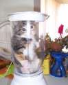 blender-cat.1179800271648.jpg