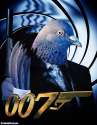 Pigeon-James-Bond--72119.jpg