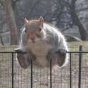 Squirell_On_Fence_400x400.jpg