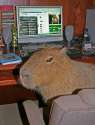 capybara really nigga.jpg