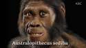 Australopithecus-sediba.jpg