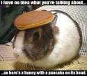 Bunny with a pancake.jpg