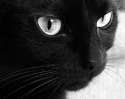 its a black cat.jpg