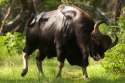 Dominant+bull+gaur+-+Wildlife+Action.jpg