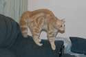 bogbrush-cat-tail.jpg