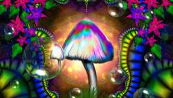 magic_mushroom.jpg