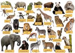 animals.jpg