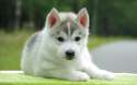 4237794-pictures-of-puppies.jpg