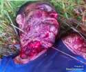 corpse-man-slash-throat-found-near-school-brazil.jpg