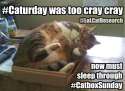 LoLCatResearch-caturday-vs-catboxsunday.png