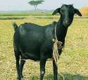 Black_Bengal_Goat2.jpg