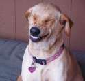 laughing dog.jpg