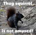 thug squirrel.jpg
