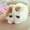 cute-cat-eyes.jpg