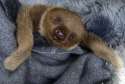 comfy_sloth_in_a_blanket.jpg