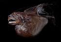 Anglerfish-007-300713.jpg