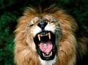 tmp_16975-african-lion-pictures_6-548470185.jpg