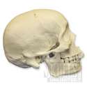 african skull profile.jpg