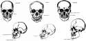 Skull comparisons[2].jpg