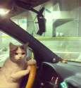 driving_cat.jpg