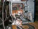 Technical Difficulty Kittens.jpg