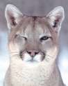 cougar.jpg