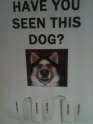 Have you seen this Dog?.jpg