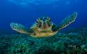 Green-Sea-Turtle-2-animals-26859642-1920-1200.jpg