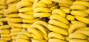 fresh bananas.jpg