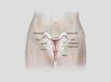 Vaginal Cancer Anatomy.jpg