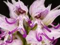 Naked-Man-Orchid-Orchis-Italica.jpg