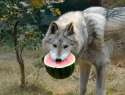 watermellums wolf.jpg