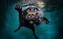 desktop-hd-photographs-of-dogs-underwater.jpg