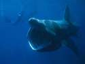 megamouth-shark-02.jpg