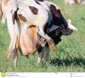 vache-avec-la-mamelle-irritante-30718436.jpg