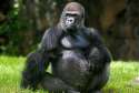 tmp_25166-pregnant-gorilla-hd-wallpapers-free-download-lovely-image-2117194868.jpg