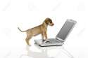 4304381-Cute-puppy-looking-at-computer-screen--Stock-Photo-dog-computer-laptop.jpg