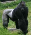 Male gorilla.jpg