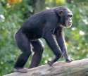 tmp_25166-chimpanzee (7)-620584378.jpg