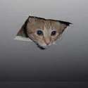 Ceiling-Cat-Picture.jpg.png