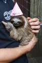 cheaper_birthday_sloth.jpg
