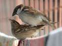 220px-House_Sparrows_mating_I_IMG_0066.jpg