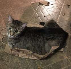 cat+bag1a.jpg
